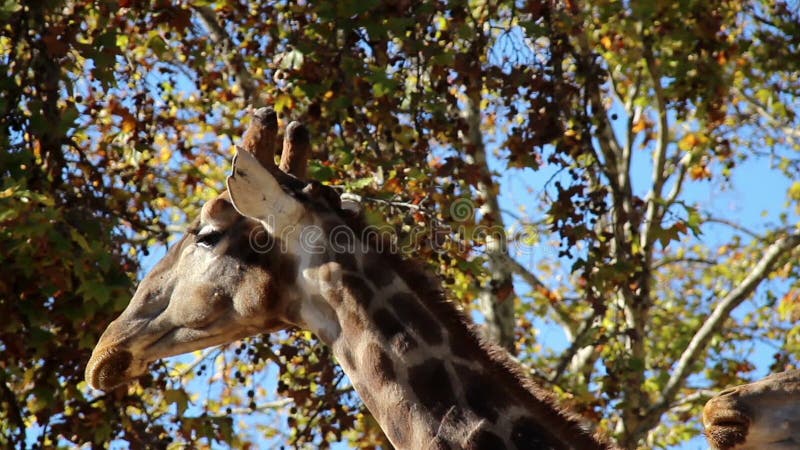Långt halsgiraffhuvud av två giraff arkivfilmer