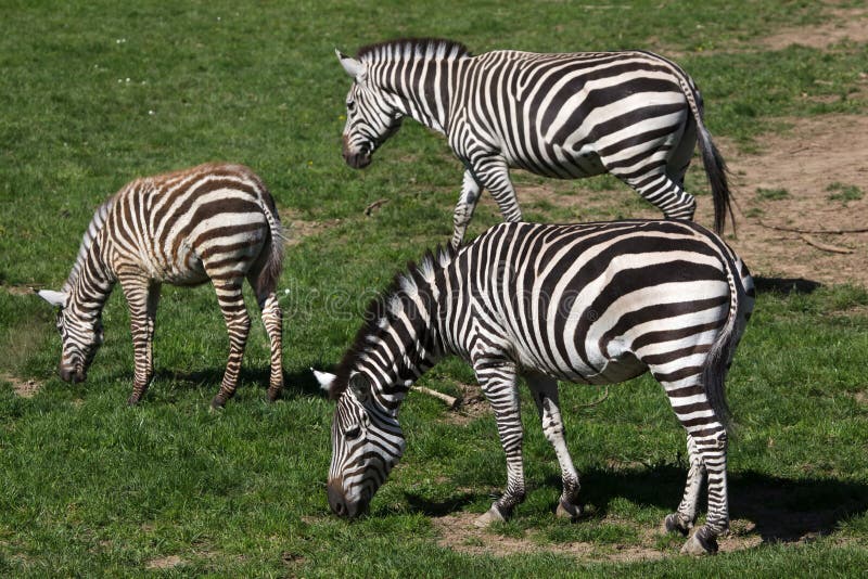 Låns boehmi för quagga för sebraEquus Lösa livdjur