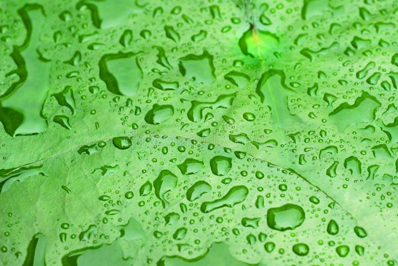 låter vara raindrops royaltyfria bilder låter vara raindrops royaltyfria bilder