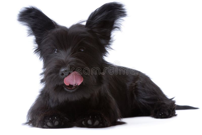 Petit Skye Terrier en train de lécher images stock