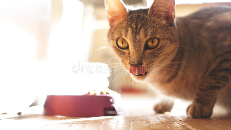Lèvres de Kitten Lick avec la langue savoureuse Le chat lèche ses dents après consommation images libres de droits Lèvres de Kitten Lick avec la langue savoureuse Le chat lèche ses dents après consommation images libres de droits