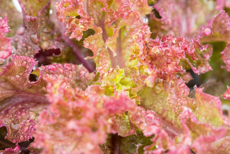 Download Légume De Culture Hydroponique Image stock - Image du organique, cultivez: 45368909
