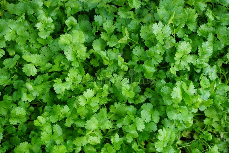 légume-feuille vert frais de coriandre images stock légume-feuille vert frais de coriandre images stock