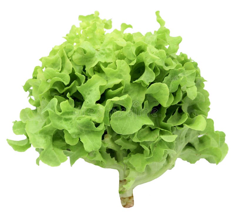 Légume organique pour la salade 'Iceberg' verte de frillice de salade d'isolement sur le fond blanc images stock Légume organique pour la salade 'Iceberg' verte de frillice de salade d'isolement sur le fond blanc images stock