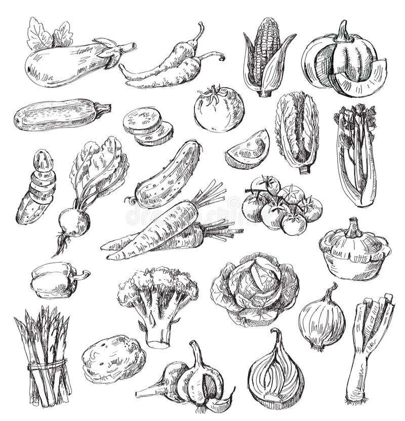 Légume tiré par la main illustration stock Légume tiré par la main illustration stock