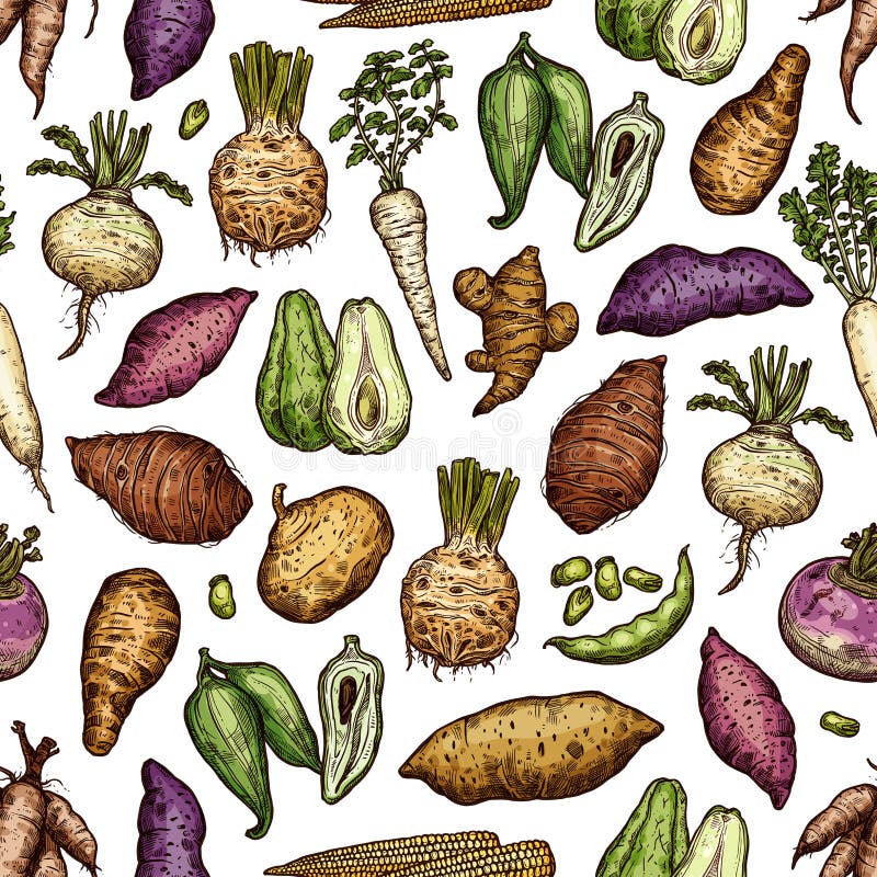 Légumes exotiques et modèle sans couture de racines illustration libre de droits Légumes exotiques et modèle sans couture de racines illustration libre de droits