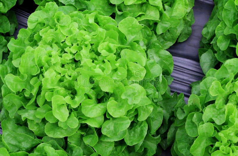Légumes-feuilles frais de laitue pour la salade, usine végétale hydroponique photos stock Légumes-feuilles frais de laitue pour la salade, usine végétale hydroponique photos stock