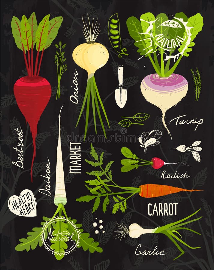 Légumes à racine avec les dessus feuillus réglés pour la conception dessus illustration stock Légumes à racine avec les dessus feuillus réglés pour la conception dessus illustration stock