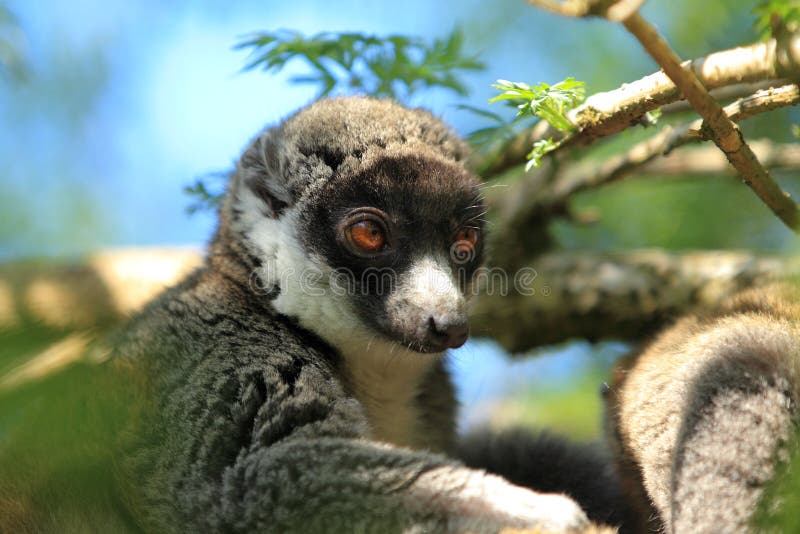 Lémur De La Mangosta Con La Boca Abierta Imagen de archivo Imagen de