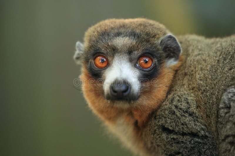 Mangosta Estrechorayada imagen de archivo. Imagen de madagascar 55965991