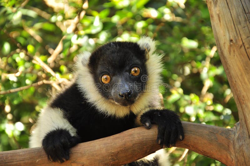 Lemur of Madagascar, The Ringed-tailed Lemur is endangered due to human destruction of it's natural habitat, the rainforest. Lemur of Madagascar, The Ringed-tailed Lemur is endangered due to human destruction of it's natural habitat, the rainforest