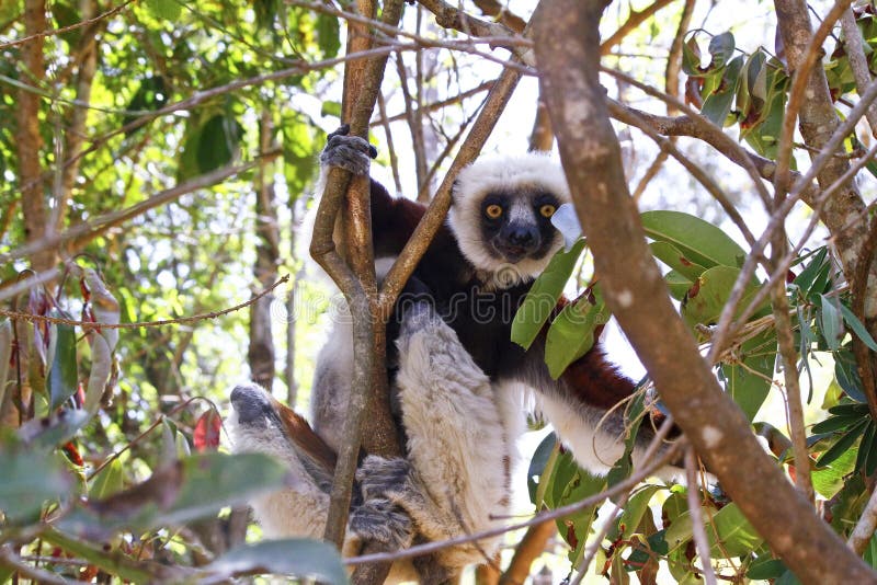 Endangered Coquerel's Sifaka Lemur (Propithecus coquereli), Madagascar. Endangered Coquerel's Sifaka Lemur (Propithecus coquereli), Madagascar