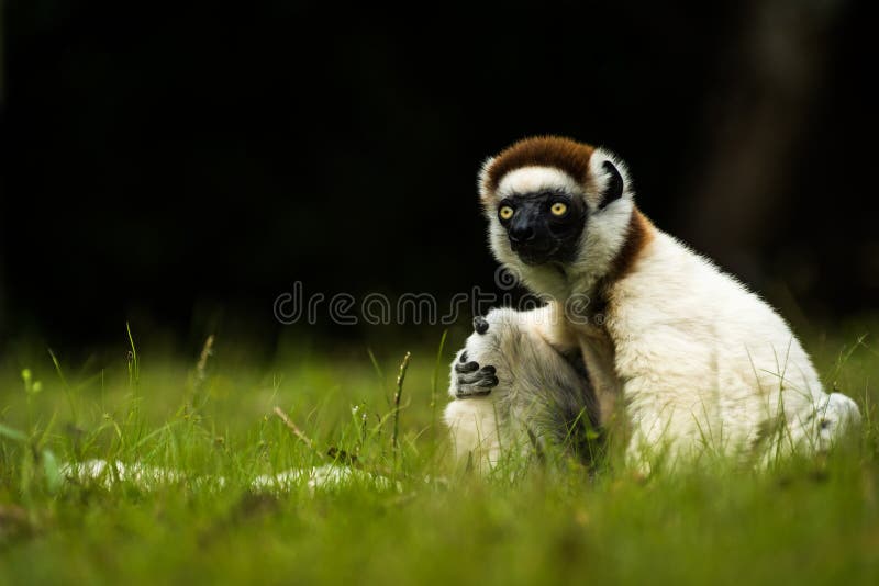 Lémur de Verreaux Sifaka en Madagascar imágenes de archivo libres de regalías Lémur de Verreaux Sifaka en Madagascar imágenes de archivo libres de regalías