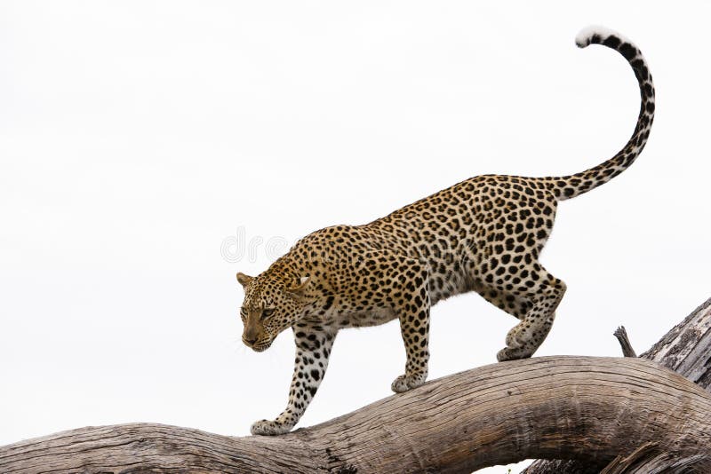 Léopard marchant sur un arbre Léopard marchant sur un arbre