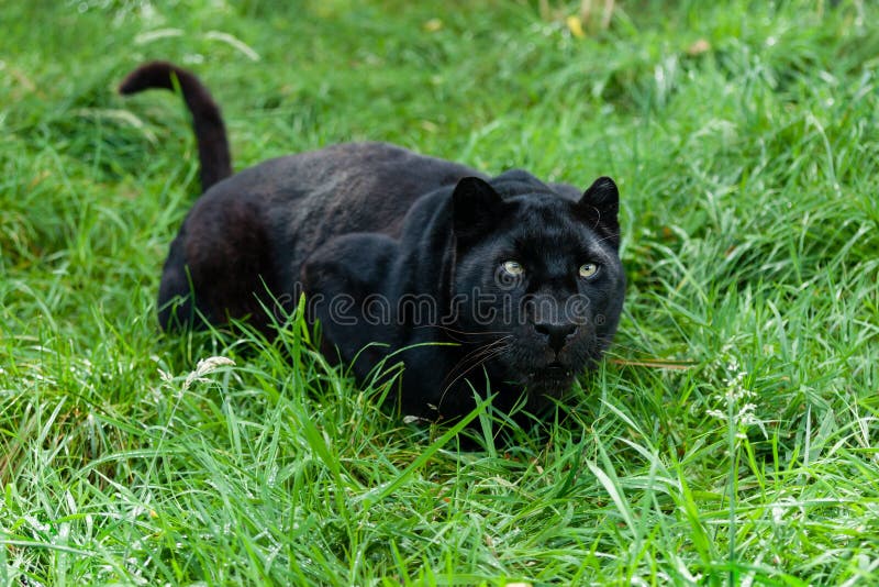 Léopard noir prêt à sauter dans la longue herbe images libres de droits Léopard noir prêt à sauter dans la longue herbe images libres de droits