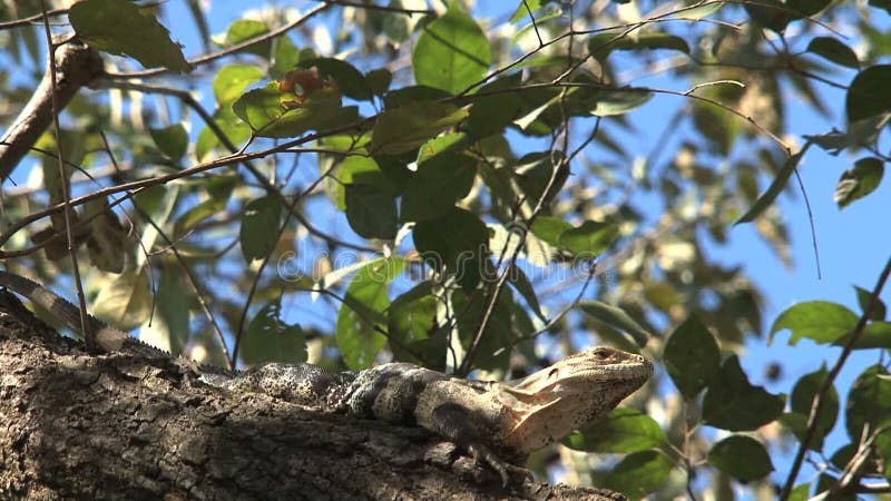 Lézard