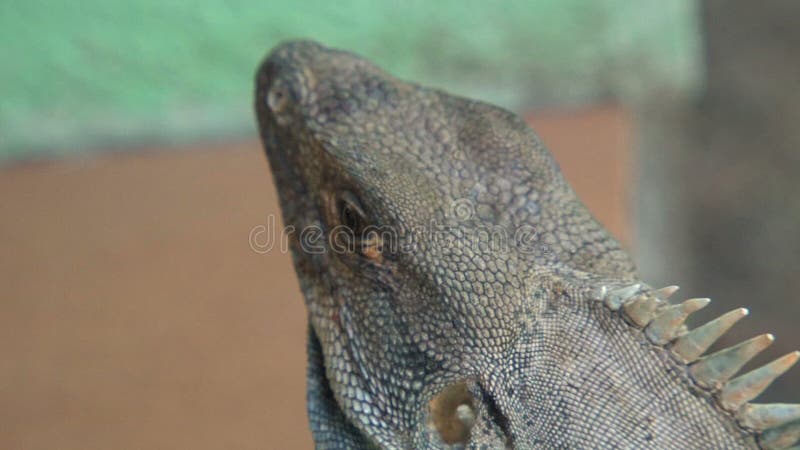 Lézard