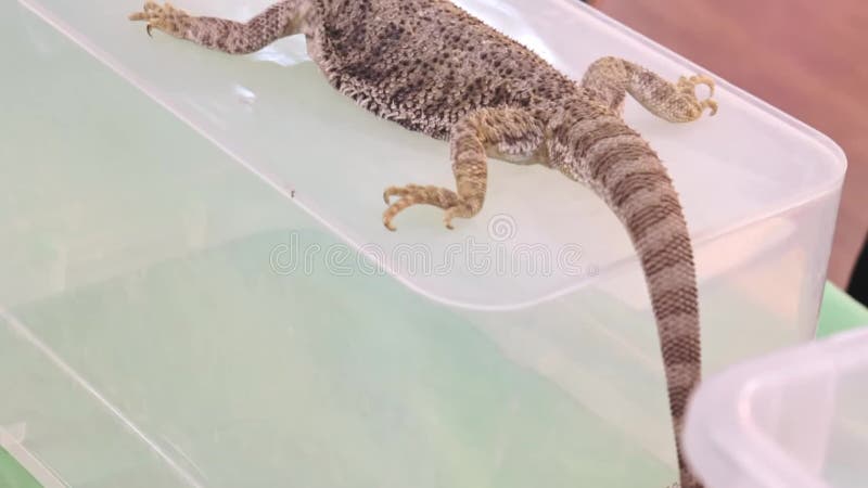 Lézard australien barbu d'agame de dragon se reposant sur une boîte en plastique