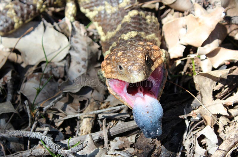 Lézard australien de la fièvre catarrhale ovine sur l'étage de forêt image libre de droits Lézard australien de la fièvre catarrhale ovine sur l'étage de forêt image libre de droits