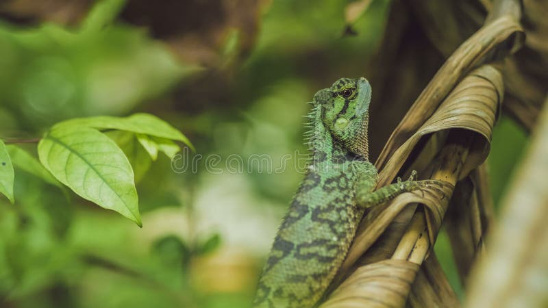 Lézard avec le tronçon Calotes Emma sur Banan Leaf