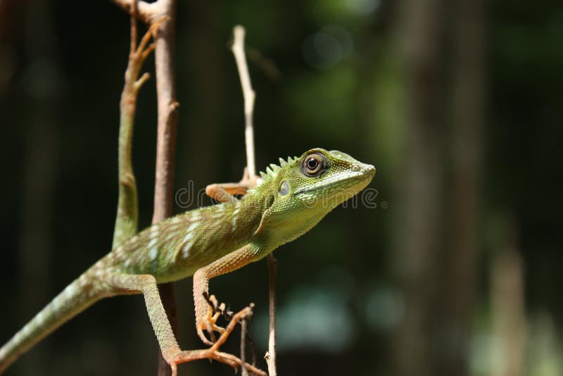 Lézard crêté vert (cristatella de Bronchocela) images libres de droits Lézard crêté vert (cristatella de Bronchocela) images libres de droits