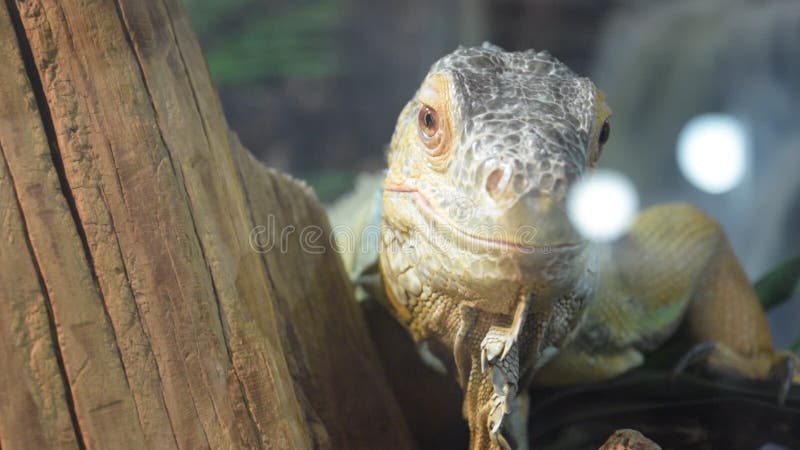 Lézard d'iguane dans la cage derrière le verre