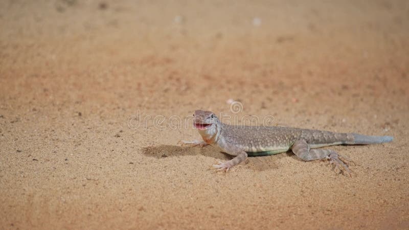 Lézard dans le désert sur le closeup de sable