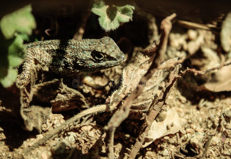 Lézard de dissimulation dans la brosse images stock