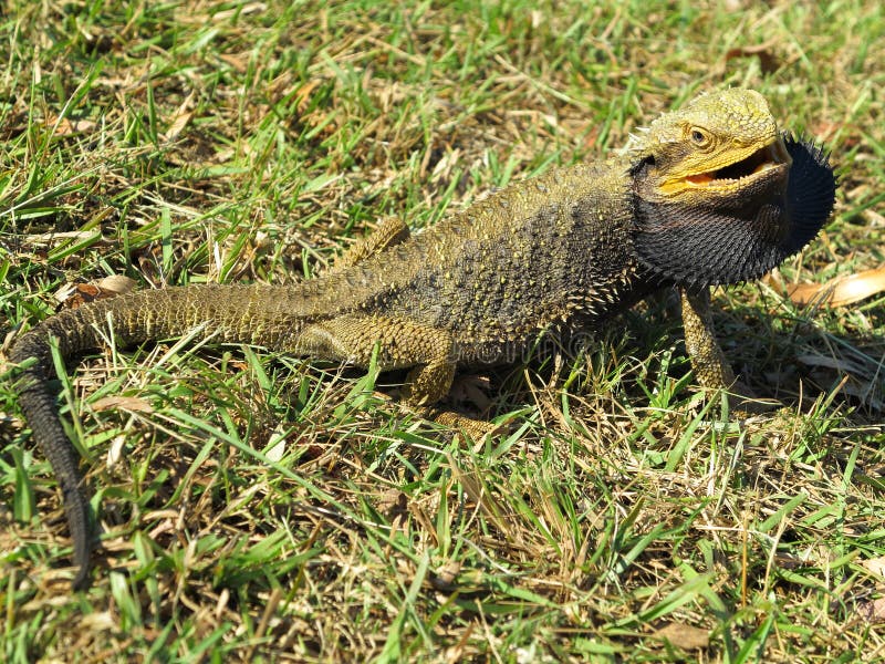 Lézard de dragon barbu oriental photo libre de droits Lézard de dragon barbu oriental photo libre de droits