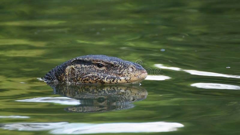 Lézard de moniteur asiatique de l'eau banque de vidéos