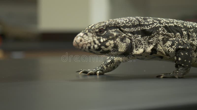 Lézard de moniteur blanc recherchant sur la table