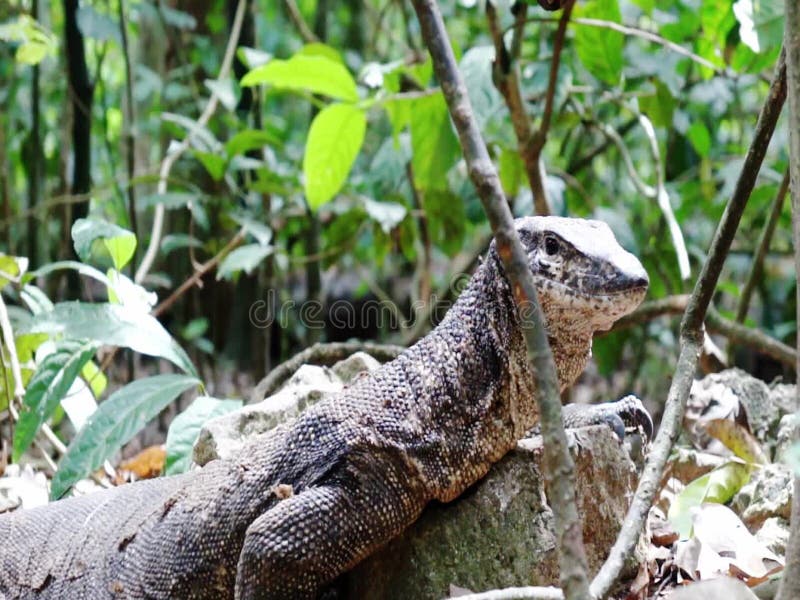 Lézard de moniteur dans la jungle sur l'île Palawan