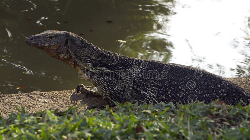 Lézard de moniteur traînant près du bord de l'eau, Bangkok