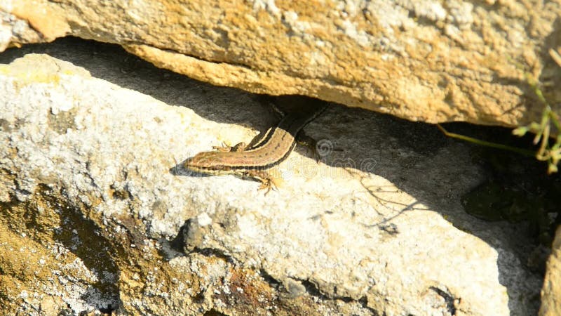 Lézard de mur à un vieux mur d'abbaye