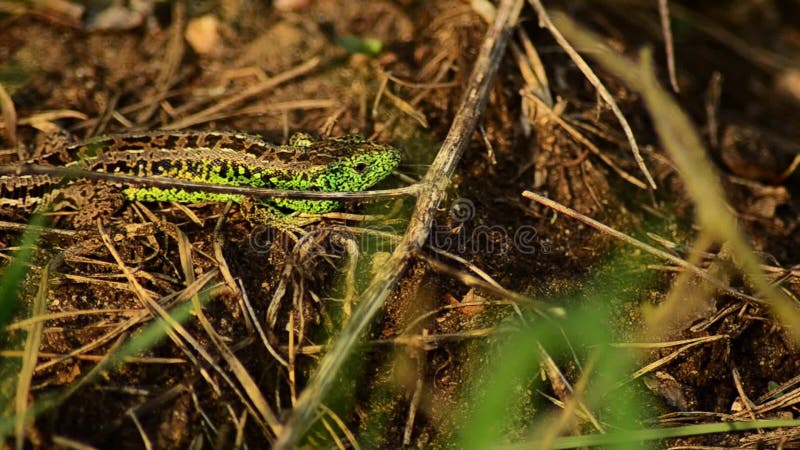 Lézard de sable sur la chasse Lézard de sable au soleil