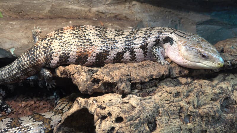 Lézard de tiliqua gigas. skink tilikva