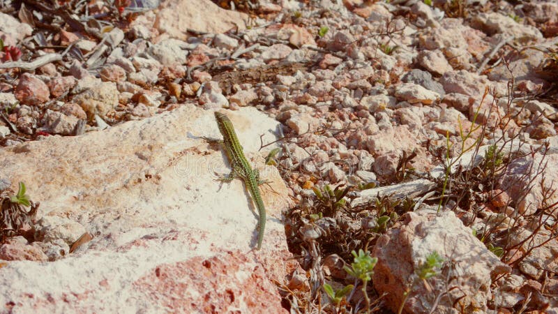 Lézard errant environ et soleil de capture photos libres de droits Lézard errant environ et soleil de capture photos libres de droits