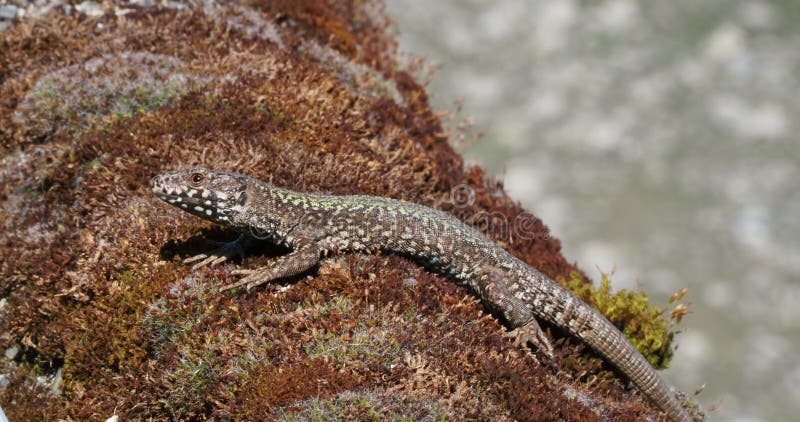 Lézard européen mural