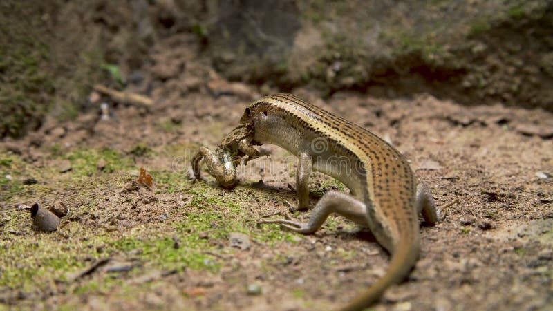 Lézard mangeant la grenouille