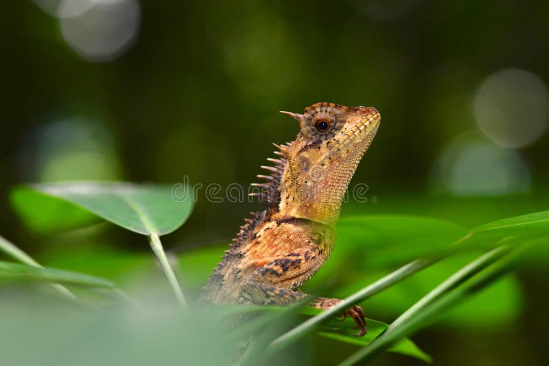 Lézard orange - Calotes Emma - reptiles de la Thaïlande photos stock Lézard orange - Calotes Emma - reptiles de la Thaïlande photos stock