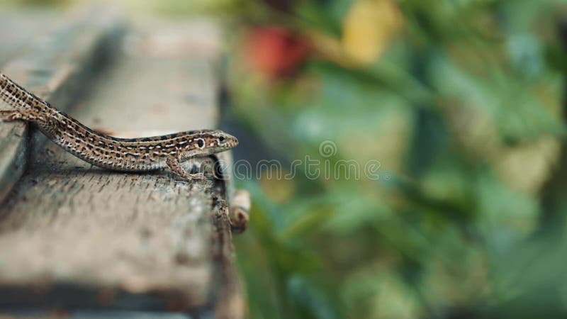 Lézard sans queue essaye de se cacher de l'homme