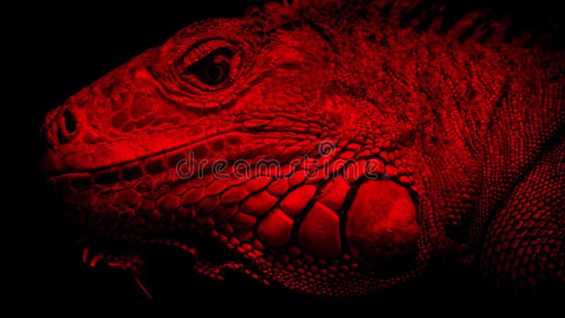 Lézard sous la lampe de chaleur rouge