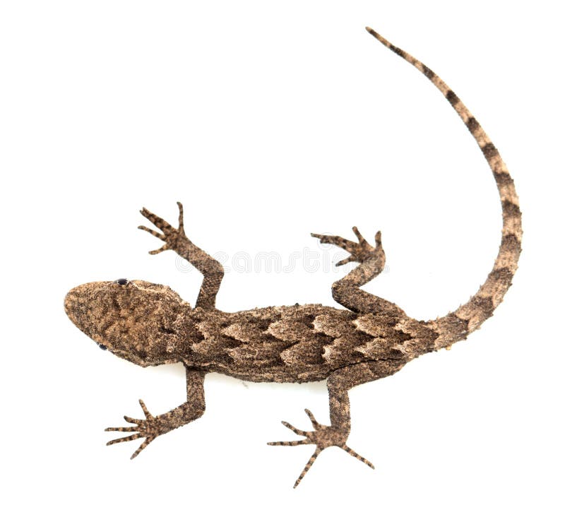 Lézard sur un fond blanc Macro photos stock