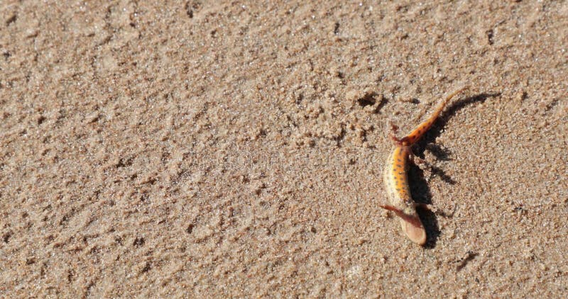 Lézard sur une plage sablonneuse 4k visuel