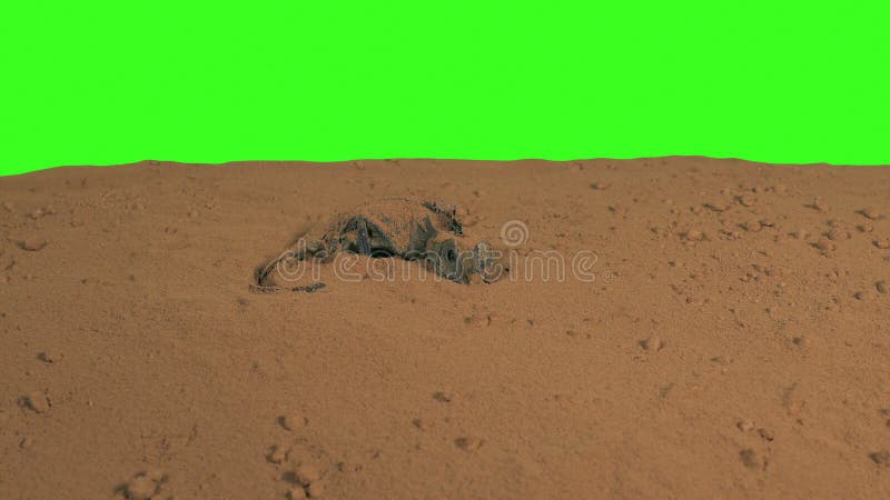 Lézard séché dans le vert du désert