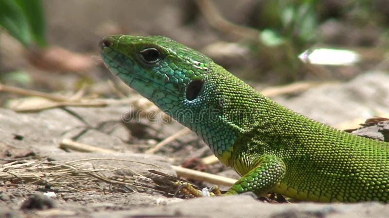 Lézard vert