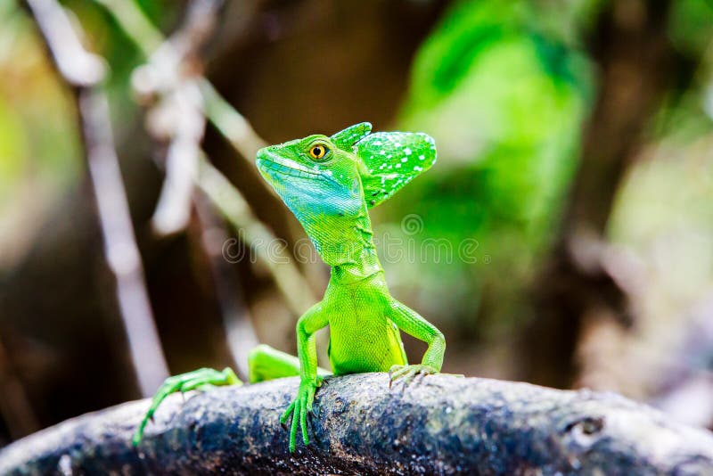 Lézard vert de basilic image stock Lézard vert de basilic image stock