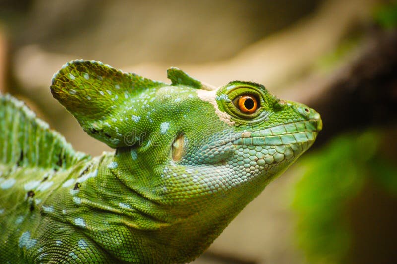 Lézard vert de basilic Vue en gros plan des plumifrons emplumés verts d'un Basiliscus de basilic Détail de l'oeil du reptile vert photo stock Lézard vert de basilic Vue en gros plan des plumifrons emplumés verts d'un Basiliscus de basilic Détail de l'oeil du reptile vert photo stock