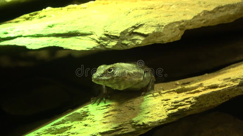 Lézard vert parmi les pierres vue avant