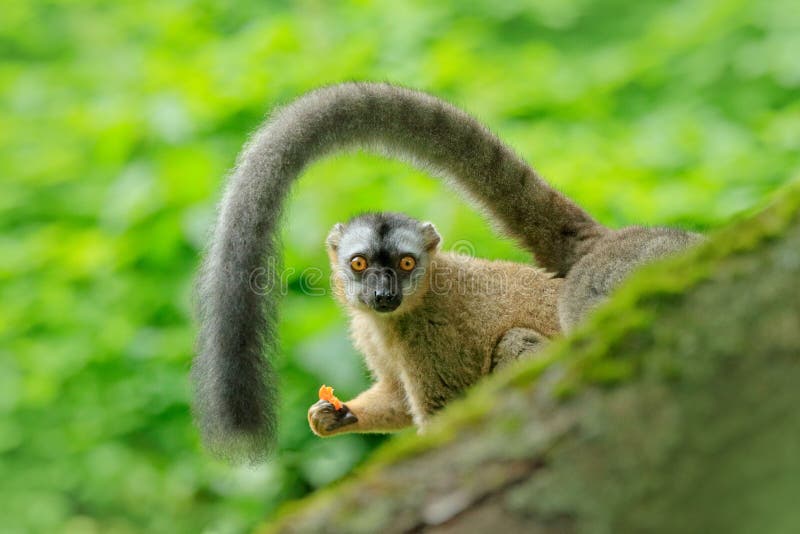 lêmure Vermelho-fronteado, rufifrons de Eulemur, macaco de Madagáscar Enfrente o retrato do animal com cauda grande, habitat trop fotos de stock royalty free lêmure Vermelho-fronteado, rufifrons de Eulemur, macaco de Madagáscar Enfrente o retrato do animal com cauda grande, habitat trop fotos de stock royalty free